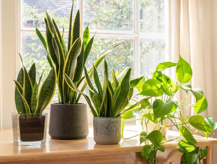 Plantas que Depuran el Organismo