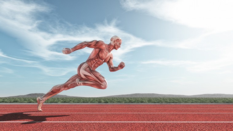 Músculos principales del cuerpo humano