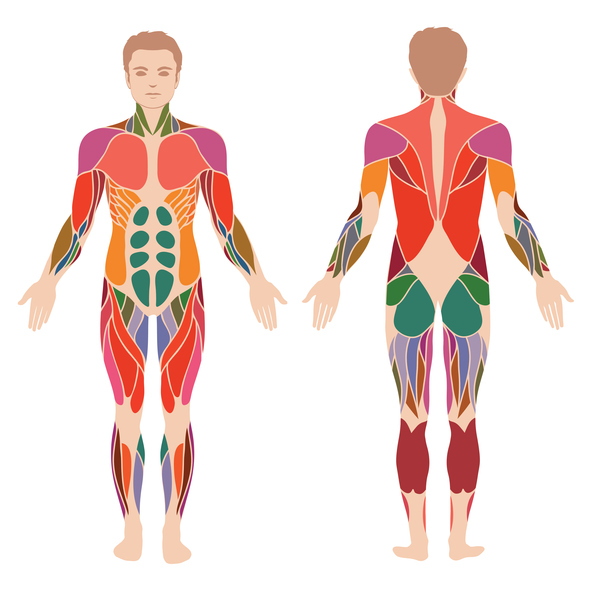 Todos los músculos del cuerpo humano y sus funciones