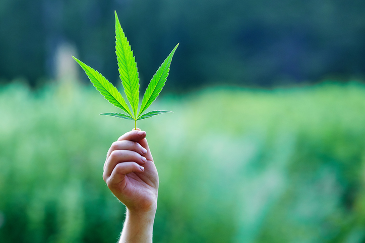 Los usos terapéuticos de la marihuana