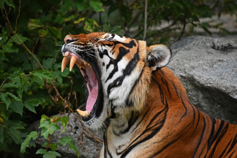 Bálsamo de Tigre. Que es y contraindicaciones