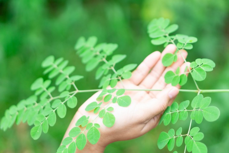 La moringa, una alternativa a la hambruna y los malos hábitos alimenticios
