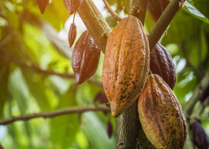 Todos los beneficios del cacao para la salud