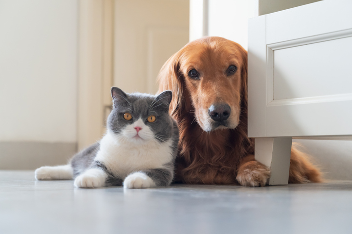 La importancia de cuidar el corazón de tu mascota