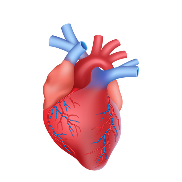 ¿Cuál es el tamaño normal del corazón?