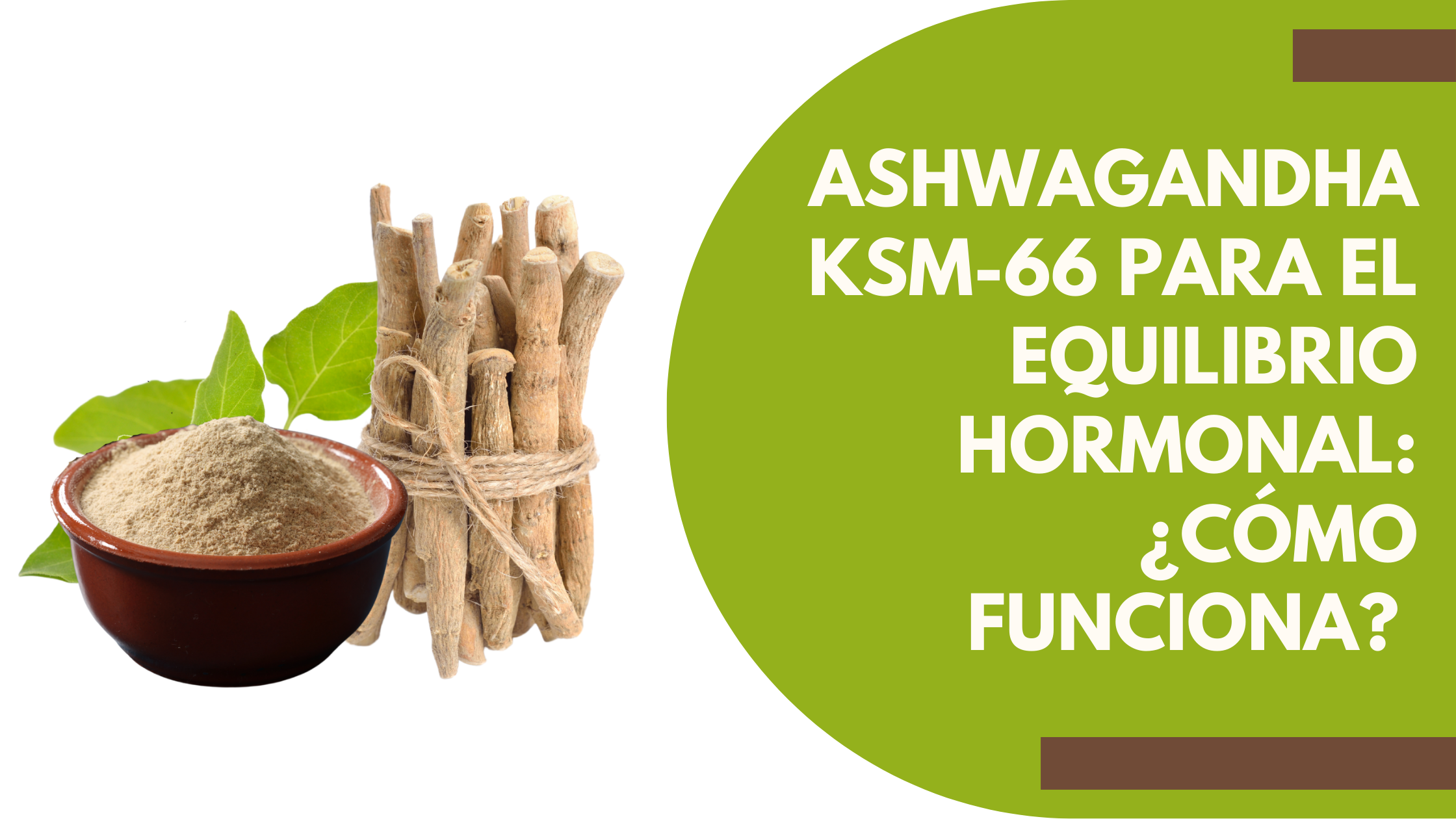 Ashwagandha KSM-66 para el Equilibrio Hormonal: ¿Cómo Funciona?